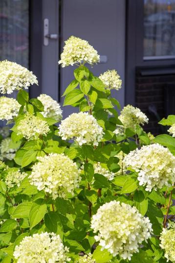 Pluimhortensia LImelight mooie rijkbloeide hortensia beschikbaar voor biedingen
