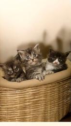 Main coon kittens, Meerdere dieren