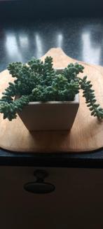 Sedum, Ophalen, Overige soorten, Minder dan 100 cm
