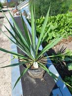 Yucca planten stekken, Overige soorten, Volle zon, Vaste plant, Ophalen of Verzenden