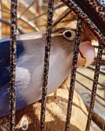 Agapornis Fisheri/personata, Ophalen, Overige typen