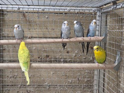 Grasparkieten blackwing grijs de laatste, Dieren en Toebehoren, Vogels | Parkieten en Papegaaien, Parkiet, Meerdere dieren