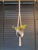 plantenhanger inclusief pot en plant, Huis en Inrichting, Kamerplanten, Overige soorten, Minder dan 100 cm, Halfschaduw, In pot