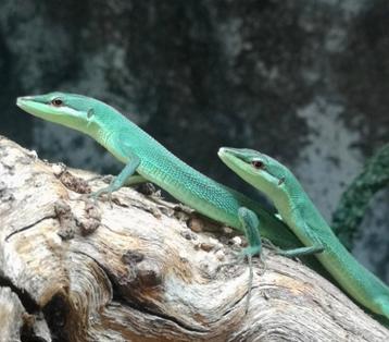 Takydromus smaragdinus, groene langstaart hagedissen beschikbaar voor biedingen