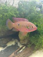 Koppeltje rode acaras.