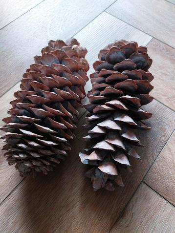 Twee decoratieve dennenappels, ca 30cm beschikbaar voor biedingen