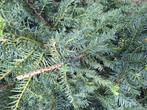 Gratis Taxus 3x, Ophalen, Bloeit niet, Halfschaduw, Overige soorten