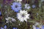 zaden van 't juffertje in 't groen of nigella, Ophalen of Verzenden, Voorjaar, Volle zon, Zaad