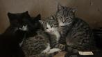 Lieve boerderijkittens, Dieren en Toebehoren, Katten en Kittens | Overige Katten, Meerdere dieren, 0 tot 2 jaar