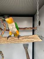 Zwartkop Caique baby popje, Dieren en Toebehoren, Vogels | Parkieten en Papegaaien, Vrouwelijk, Papegaai, Tam
