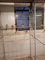 Pyrhurra's diverse kleuren, Dieren en Toebehoren, Meerdere dieren, Papegaai