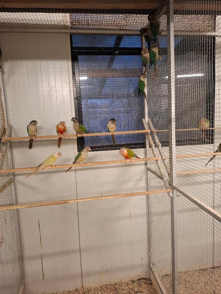 Pyrhurra's diverse kleuren, Dieren en Toebehoren, Vogels | Parkieten en Papegaaien, Papegaai, Meerdere dieren