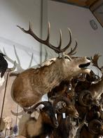 opgezet edelhert shoulder borst preparaat hert, Ophalen, Gebruikt, Hert, Opgezet dier
