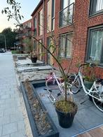 Appwl boom, Ophalen, Volle zon, Overige soorten