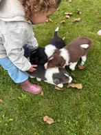 Border collie pups raszuiver showlijn, CDV (hondenziekte), 8 tot 15 weken, Collie, Meerdere