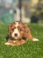 Te koop mooie Cavapoo pups, Dieren en Toebehoren, Honden | Niet-rashonden, Nederland, CDV (hondenziekte), 8 tot 15 weken, Meerdere