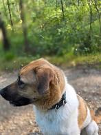 Liefe reu ter adoptie,  goed met kinderen, Particulier, Rabiës (hondsdolheid), 1 tot 2 jaar, Buitenland