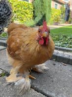 Gezellig Cochin kriel haantje, Dieren en Toebehoren, Pluimvee, Mannelijk, Kip