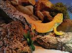 Baardagaam 3 jaar jong + grote terrarium en benodigdheden, Dieren en Toebehoren, Reptielen en Amfibieën, Slang