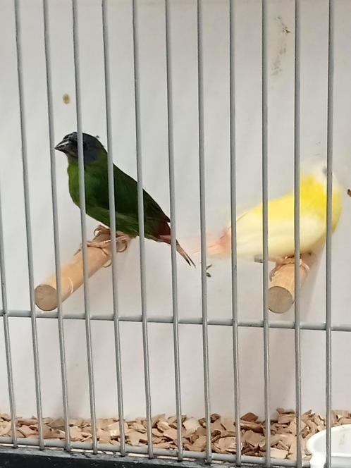 Koppel driekleur amedine, Dieren en Toebehoren, Vogels | Overige Vogels, Tropenvogel, Meerdere dieren