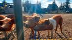 Biggen Tamworth x Husumer, Dieren en Toebehoren, Schapen, Geiten en Varkens, Vrouwelijk, Varken