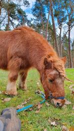 Gezocht: oudere Shetlander ruin (eventueel met eigenaar), Weidegang