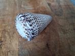 Conus 10 cm, Verzamelen, Mineralen en Fossielen, Ophalen of Verzenden, Schelp(en)