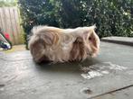 Peruvian zeugje, Dieren en Toebehoren, September, Vrouwelijk, Cavia