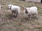 Tekoop of ruilen jonge quessant bok van 2025, Dieren en Toebehoren, Schapen, Geiten en Varkens, Mannelijk, Geit