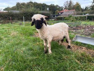 Walliser schwarznase ram beschikbaar voor biedingen