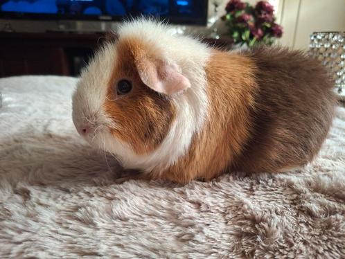 Leuke us teddy zeug, Dieren en Toebehoren, Knaagdieren, Vrouwelijk, Cavia, Oktober, Tam