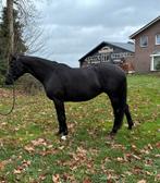 Prachtige zwarte kwpn drachtige merrie, Dieren en Toebehoren, Paarden, Merrie