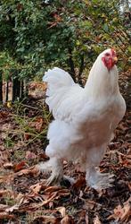 Jonge Brahma-haan, Mannelijk, Kip