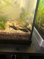 Corydora Black Venezuela, Dieren en Toebehoren, Vissen | Aquariumvissen, Vis, Zoetwatervis