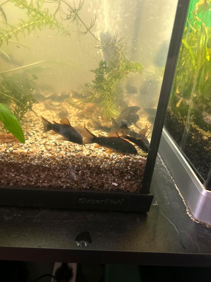 Corydora Black Venezuela, Dieren en Toebehoren, Vissen | Aquariumvissen, Zoetwatervis, Vis