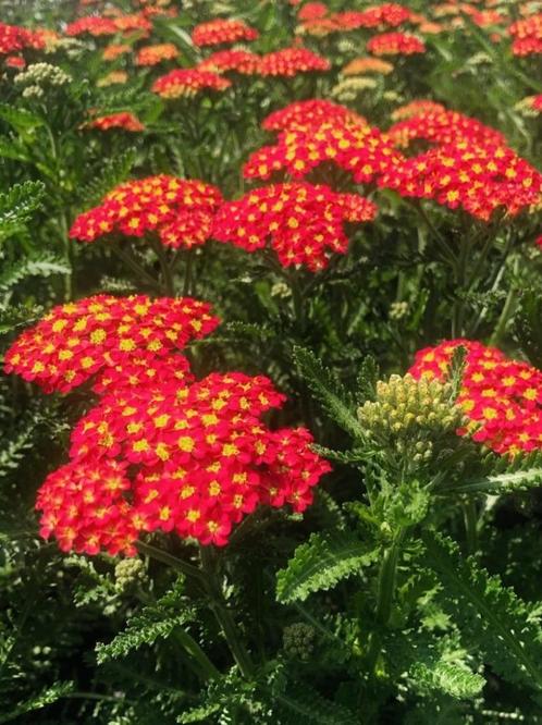 Achilliea millefolium duizendblad, vaste plant, bodembedekke, Tuin en Terras, Planten | Tuinplanten, Vaste plant, Overige soorten