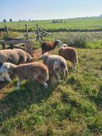 Herdwick stamboek schapen te koop, Meerdere dieren, Schaap