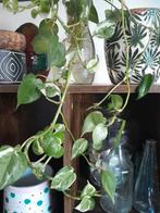 Diverse stekjes, Ophalen, Halfschaduw, Minder dan 100 cm