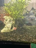 Garnalen, Dieren en Toebehoren, Ophalen