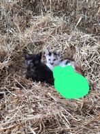 Jonge katten, Dieren en Toebehoren, Poes, 0 tot 2 jaar