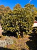 Magnolia, Lente, 100 tot 250 cm, Ophalen, Volle zon