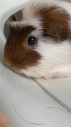 Cavia's 4 stuks, Dieren en Toebehoren, Juni, Cavia, Tam
