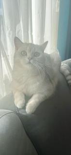 Britse Korthaar Poes (Vrouwtje), Dieren en Toebehoren, Katten en Kittens | Raskatten | Korthaar, Poes, Gechipt, 0 tot 2 jaar