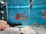 Flowerhorn Red Pearl Cichlide, Dieren en Toebehoren, Vis, Zoetwatervis