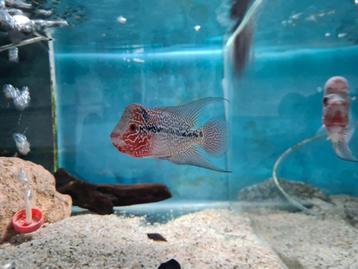 Flowerhorn Red Pearl Cichlide beschikbaar voor biedingen