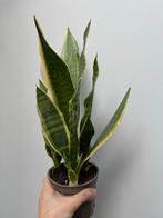 Bonte Sanseveria, Ophalen, Overige soorten, Halfschaduw, In pot