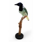 Recent opgezette Incagaai, schedel, Ophalen of Verzenden, Nieuw, Vogel, Opgezet dier