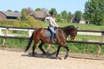 Mooie, fitte allround ruin te koop, Dieren en Toebehoren, Paarden, Gechipt, Ruin, M, 7 tot 10 jaar
