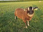 Dassenkop dekram, Dieren en Toebehoren, Mannelijk, Schaap, 0 tot 2 jaar
