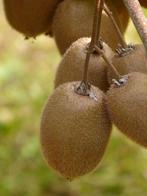 Zelfbestuivende kiwi Solissimo mooie kiwiplant, Ophalen, Overige soorten, Struik, Minder dan 100 cm